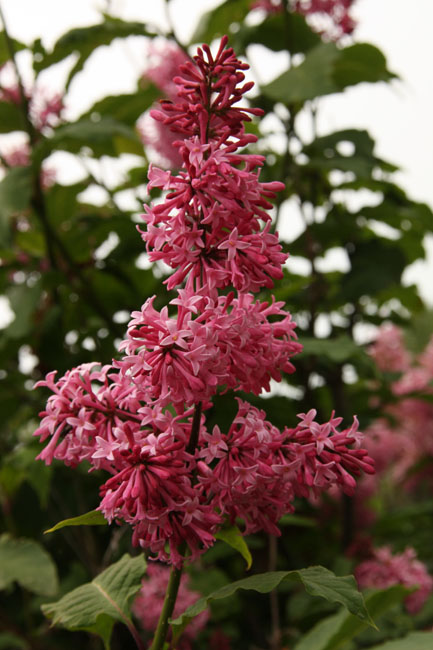 "Miss Canada" Syringa prestoniae